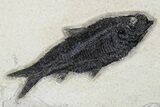 Diplomystus Fossil Fish With Two Knightia - Wyoming #179307-3